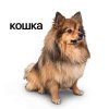 Обложка песни Кошка